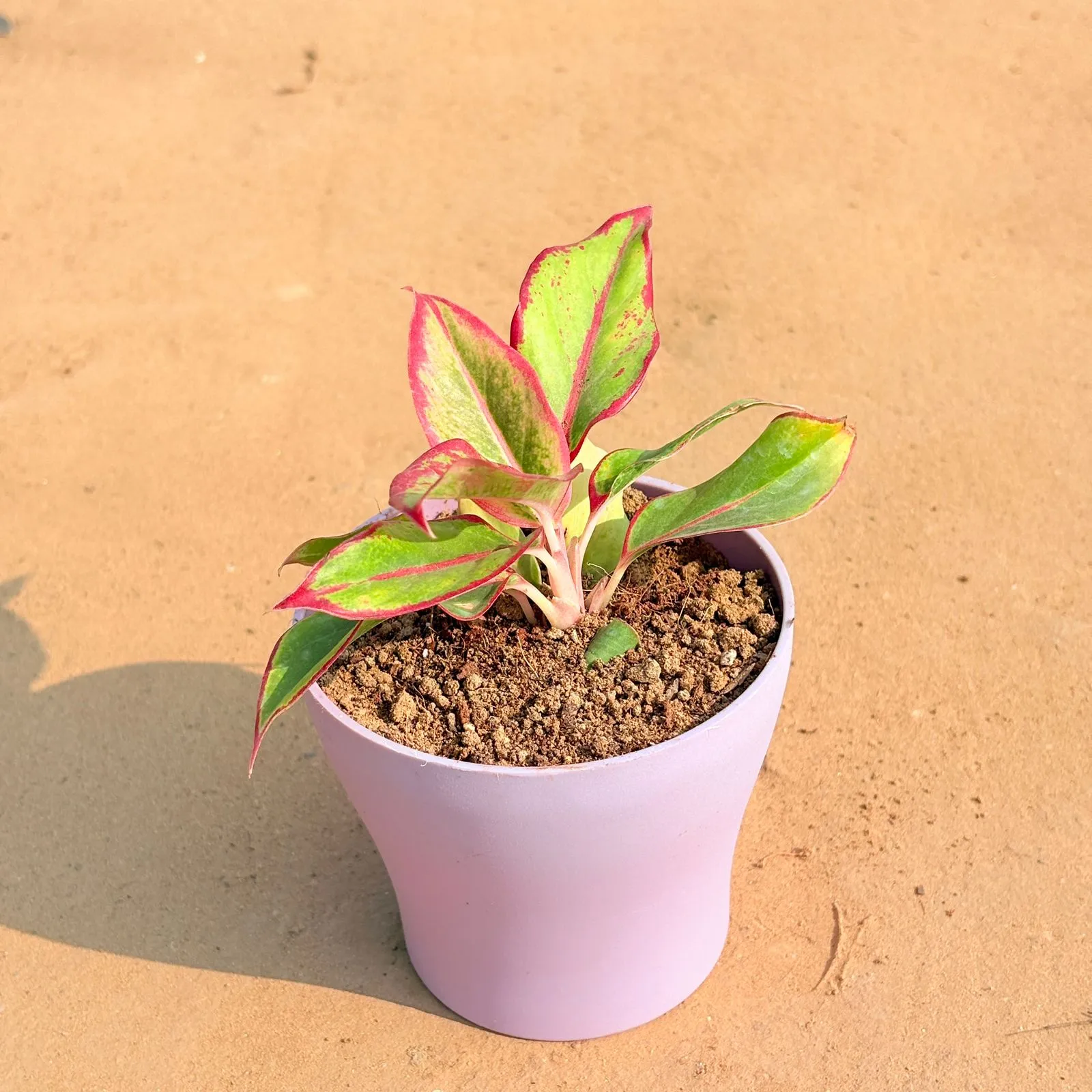Aglaonema Lipstick in 4 Inch Purple Premium Daisy Plastic Planter