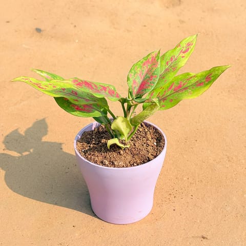 Aglaonema Pink Dalmatian / Valentine in 4 Inch Purple Premium Daisy Plastic Planter