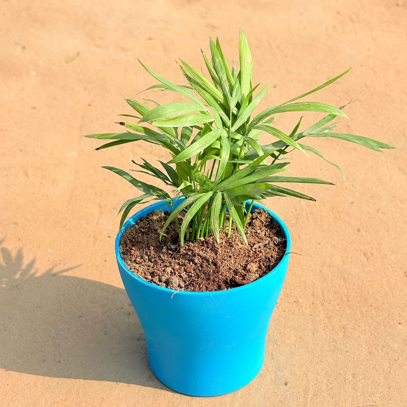 Chamaedorea Palm in 4 Inch English Blue Premium Daisy Plastic Planter