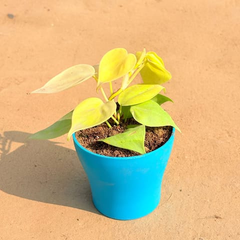 Oxycardium Golden in 4 Inch English Blue Premium Daisy Plastic Planter