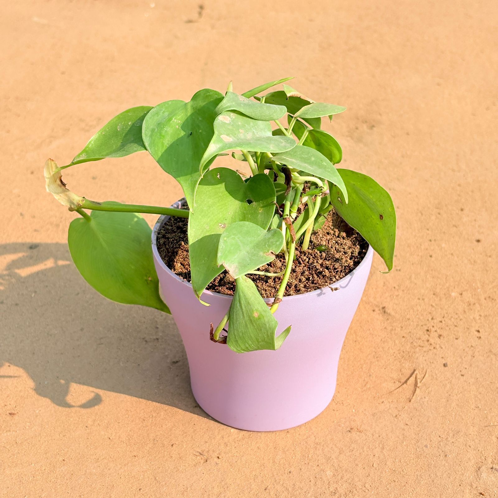 Oxycardium Green in 4 Inch Purple Premium Daisy Plastic Planter