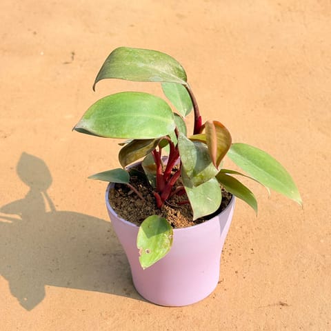Philodendron Red in 4 Inch Purple Premium Daisy Plastic Planter