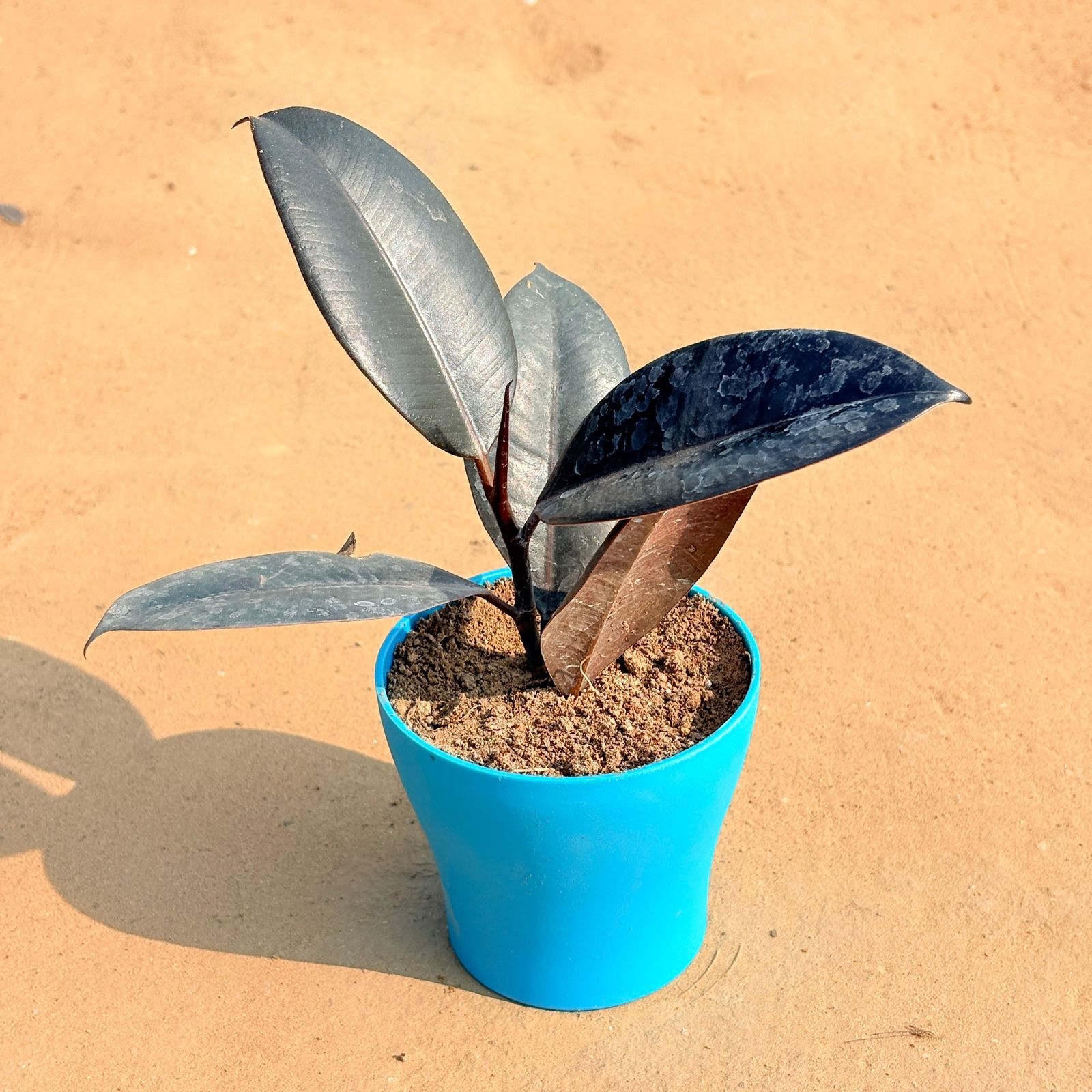 Rubber Black in 4 Inch English Blue Premium Daisy Plastic Planter