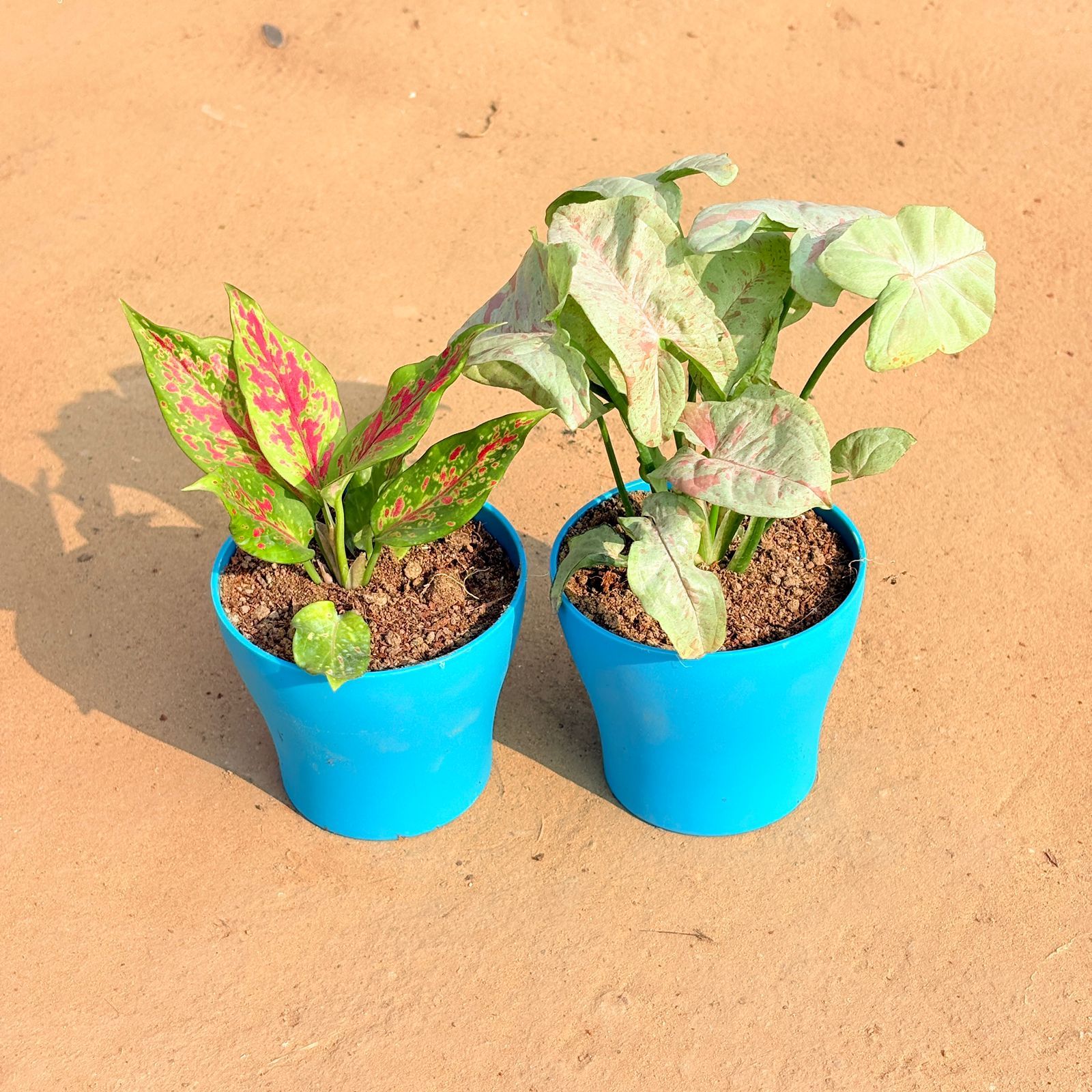 Set of 2 - Aglaonema Pink Dalmatian / Valentine & Syngonium Candyfloss in 4 Inch English Blue Premium Daisy Plastic Planter
