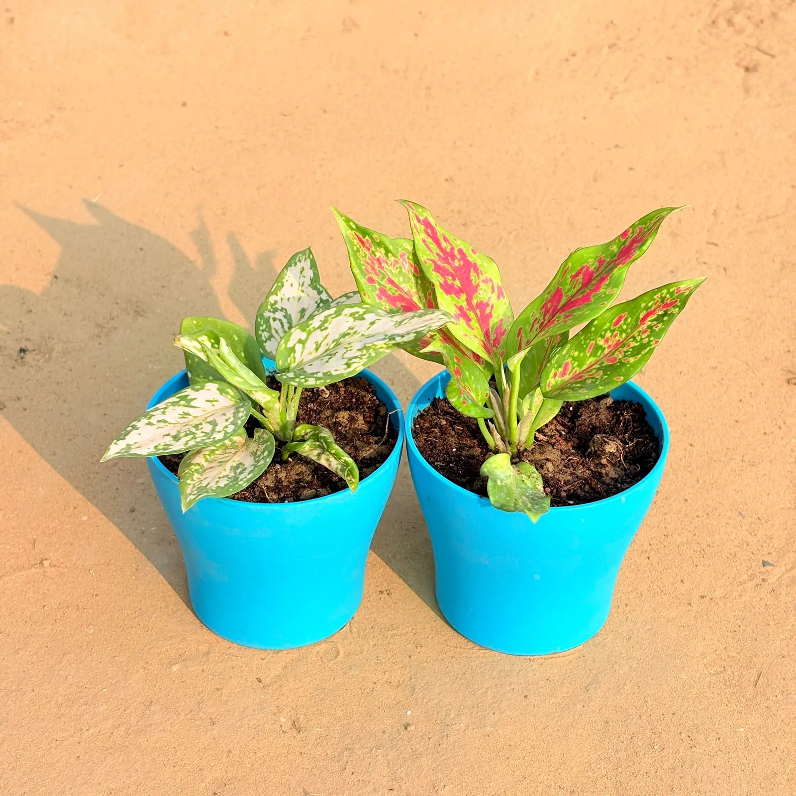 Set of 2 - Aglaonema White & Aglaonema Pink Dalmatian / Valentine in 4 Inch English Blue Premium Daisy Plastic Planter