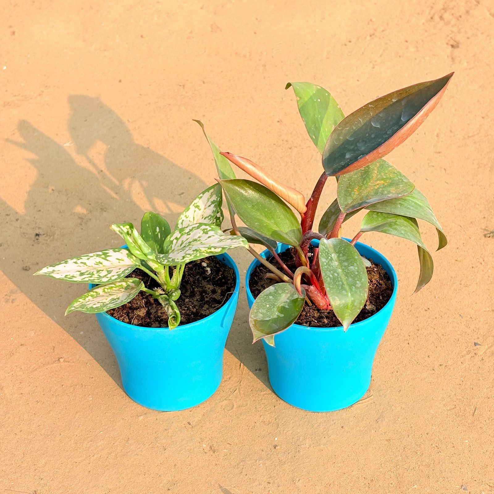 Set of 2 - Aglaonema White & Philodendron Red in 4 Inch English Blue Premium Daisy Plastic Planter