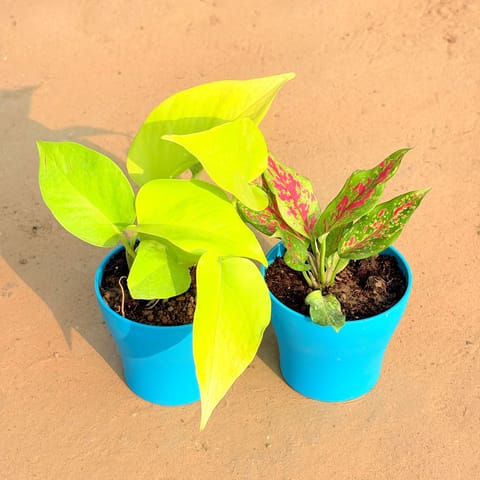 Set of 2 - Golden Money Plant & Aglaonema Pink Dalmatian / Valentine in 4 Inch Live Fresh Plant English Blue Premium Daisy Plastic Planter in Surya Nagar