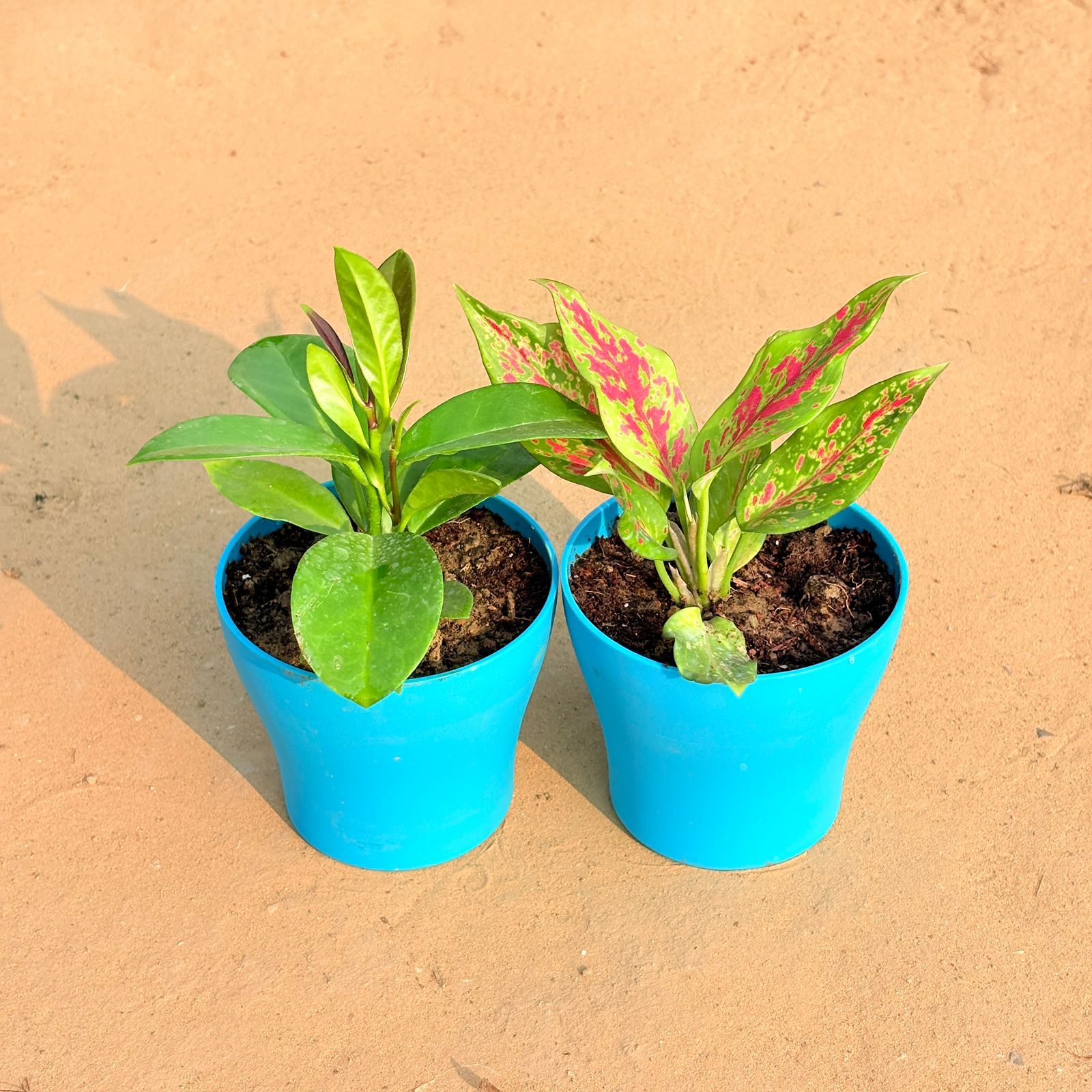 Set of 2 - Hoya Carnosa & Aglaonema Pink Dalmatian / Valentine in 4 Inch English Blue Premium Daisy Plastic Planter