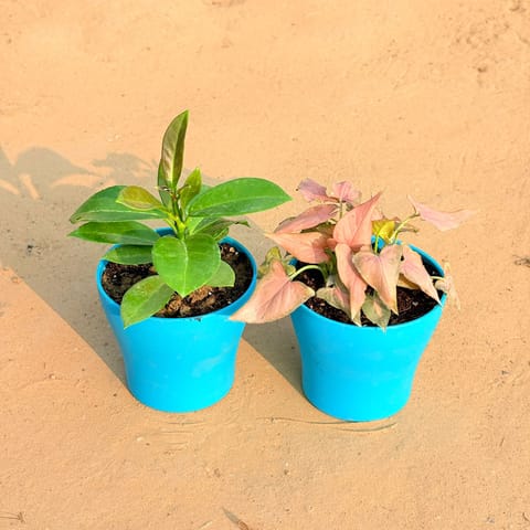 Set of 2 - Hoya Carnosa & Aglaonema Pink Dalmatian / Valentine in 4 Inch English Blue Premium Daisy Plastic Planter
