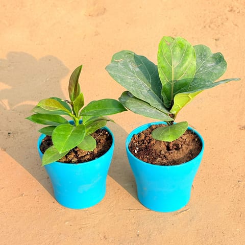 Set of 2 - Hoya Carnosa & Fiddle Leaf Fig / Ficus Lyrata in 4 Inch Live Plant English Blue Premium Daisy Plastic Planter