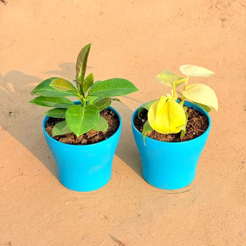 Set of 2 - Hoya Carnosa & Oxycardium Golden in 4 Inch English Blue Premium Daisy Plastic Planter