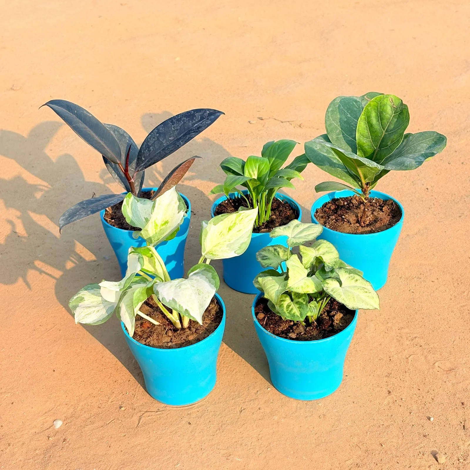 Set of 5 - Marble Money Plant, Rubber Black, Peace Lily, Fiddle Leaf Fig / Ficus Lyrata & Syngonium Yammi in 4 Inch English Blue Premium Daisy Plastic Planter