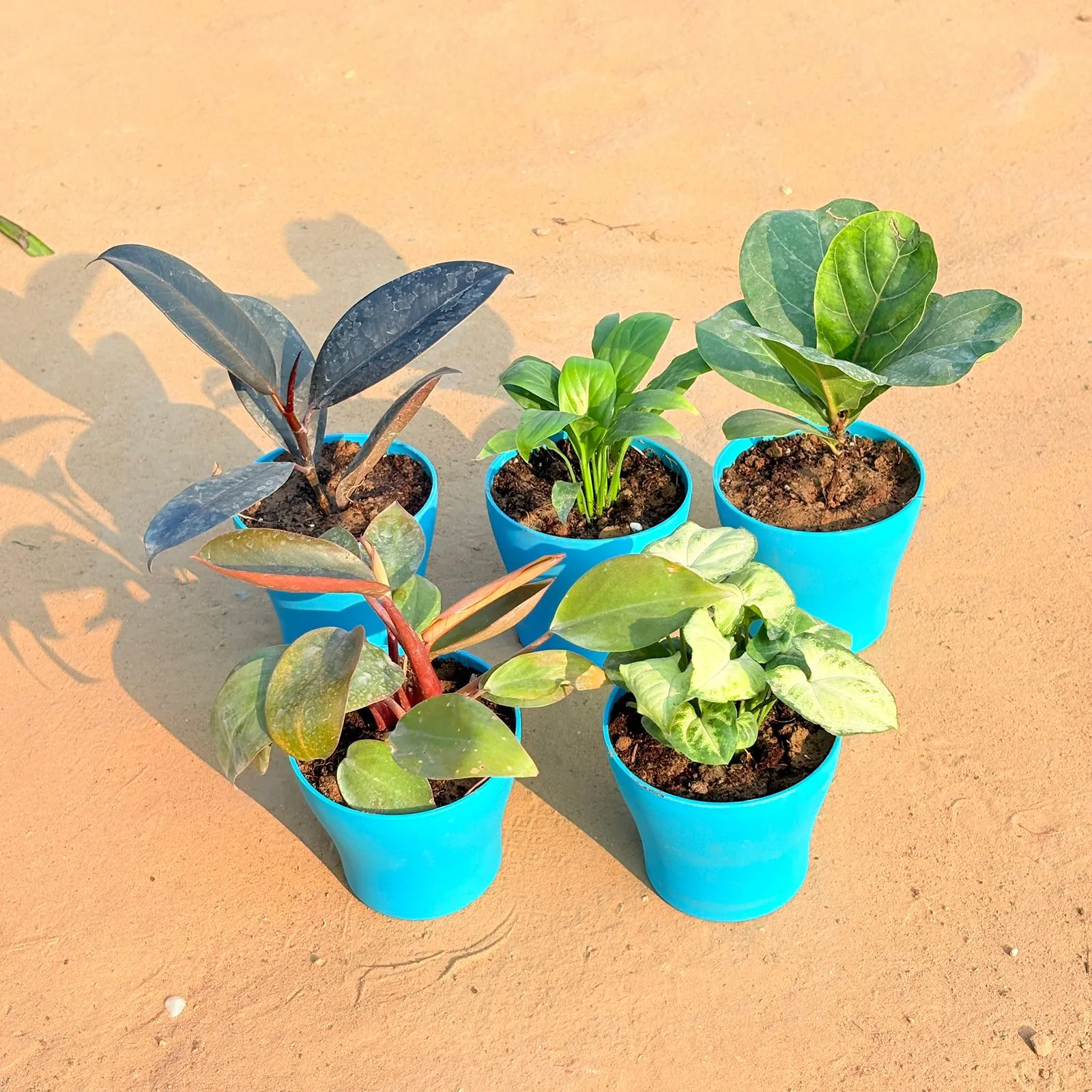 Set of 5 - Philodendron Red, Rubber Black, Peace Lily, Fiddle Leaf Fig / Ficus Lyrata & Syngonium Yammi in 4 Inch English Blue Premium Daisy Plastic Planter