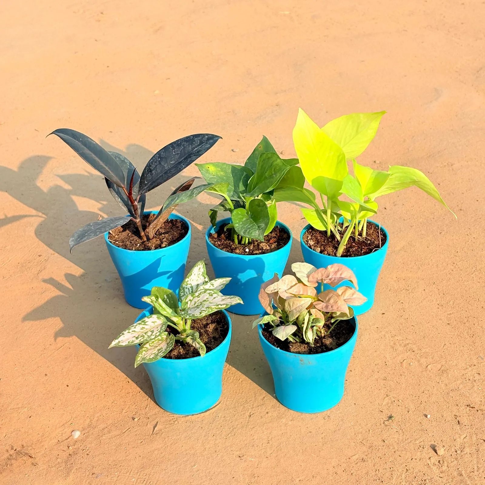 Set of 5 - Aglaonema White, Rubber Black, Money Plant Green, Golden Money Plant & Syngonium Pink in 4 Inch English Blue Premium Daisy Plastic Planter