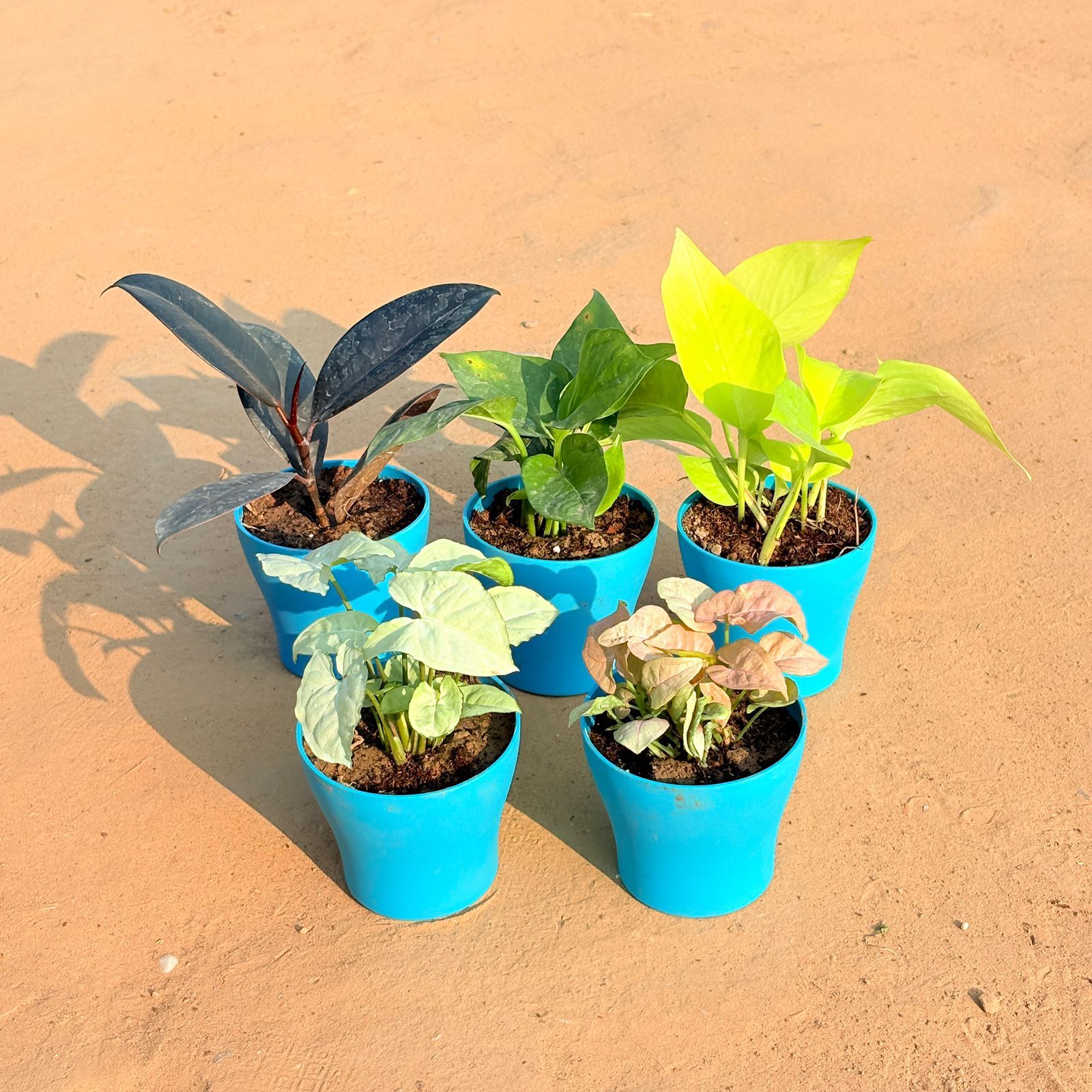 Set of 5 - Syngonium White, Rubber Black, Money Plant Green, Golden Money Plant & Syngonium Pink in 4 Inch English Blue Premium Daisy Plastic Planter