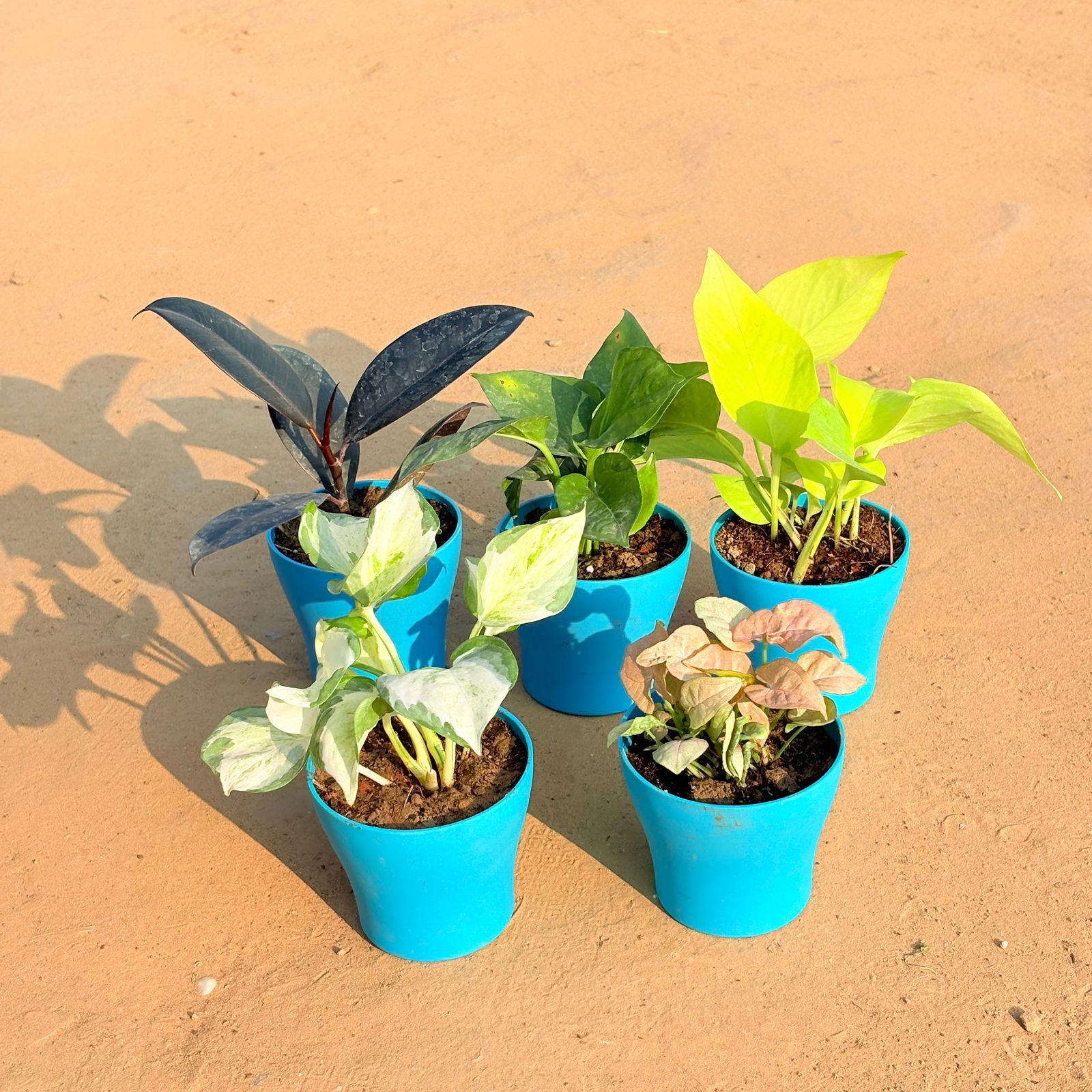 Set of 5 - Marble Money Plant, Rubber Black, Money Plant Green, Golden Money Plant & Syngonium Pink in 4 Inch English Blue Premium Daisy Plastic Planter