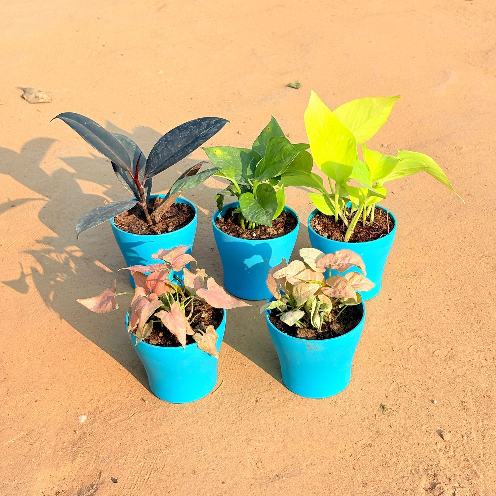 Set of 5 - Syngonium Pink Arrowhead, Rubber Black, Money Plant Green, Golden Money Plant & Syngonium Pink in 4 Inch English Blue Premium Daisy Plastic Planter