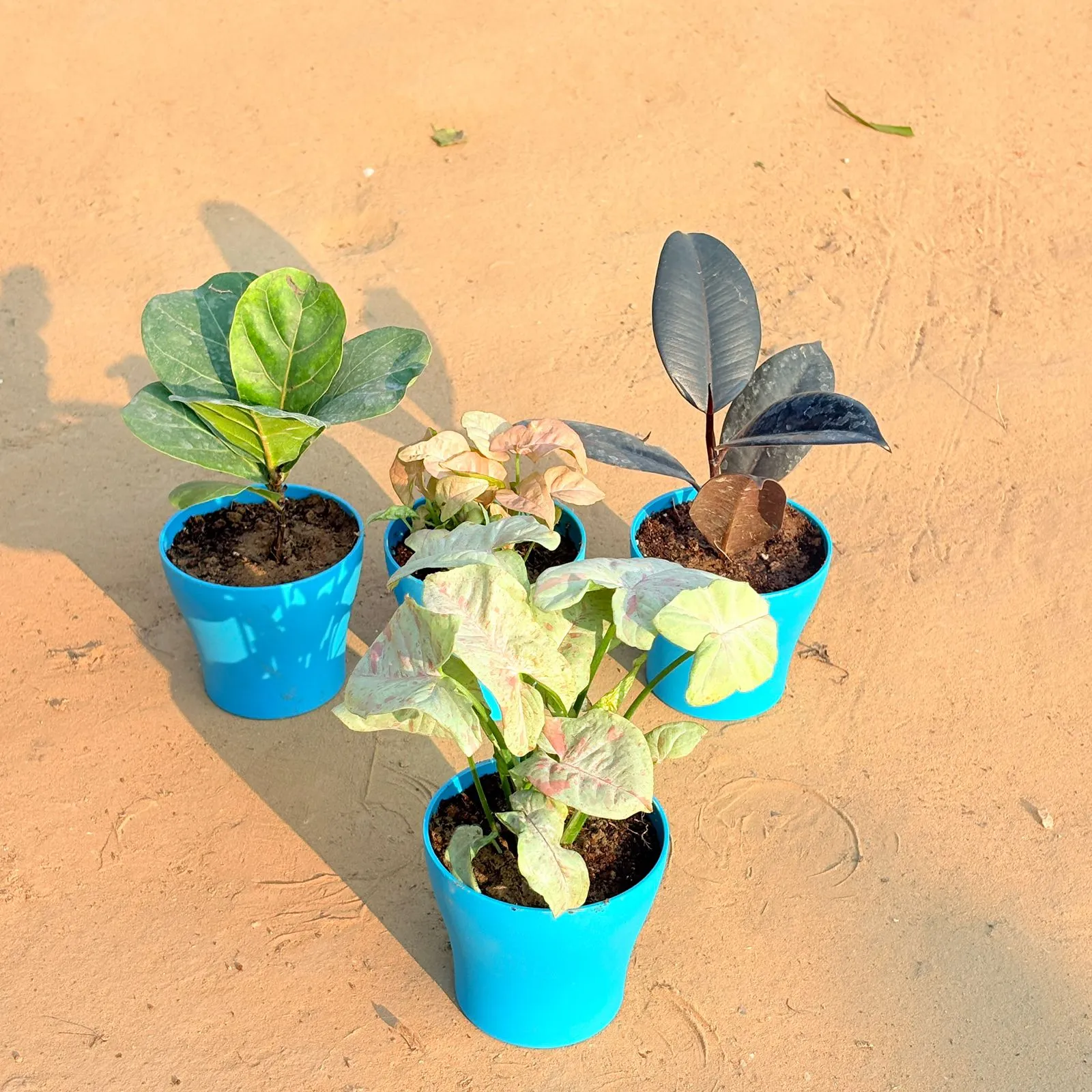 Set of 4 - Syngonium Candyfloss, Rubber Black, Fiddle Leaf Fig / Ficus Lyrata & Syngonium Pink in 4 Inch English Blue Premium Daisy Plastic Planter