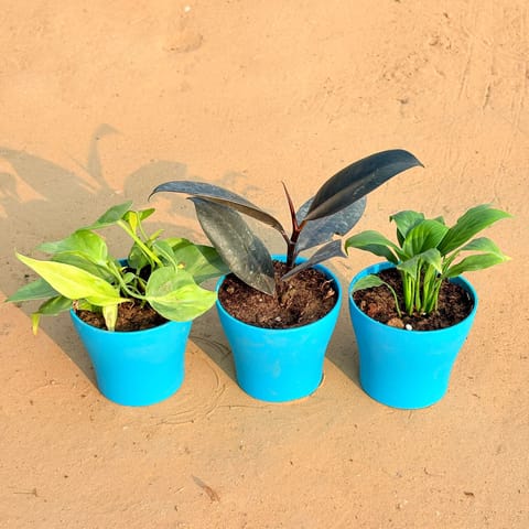 Set of 3 - Oxycardium Brazil /Vareigated, Rubber Black & Peace Lily in 4 Inch English Blue Premium Daisy Plastic Planter