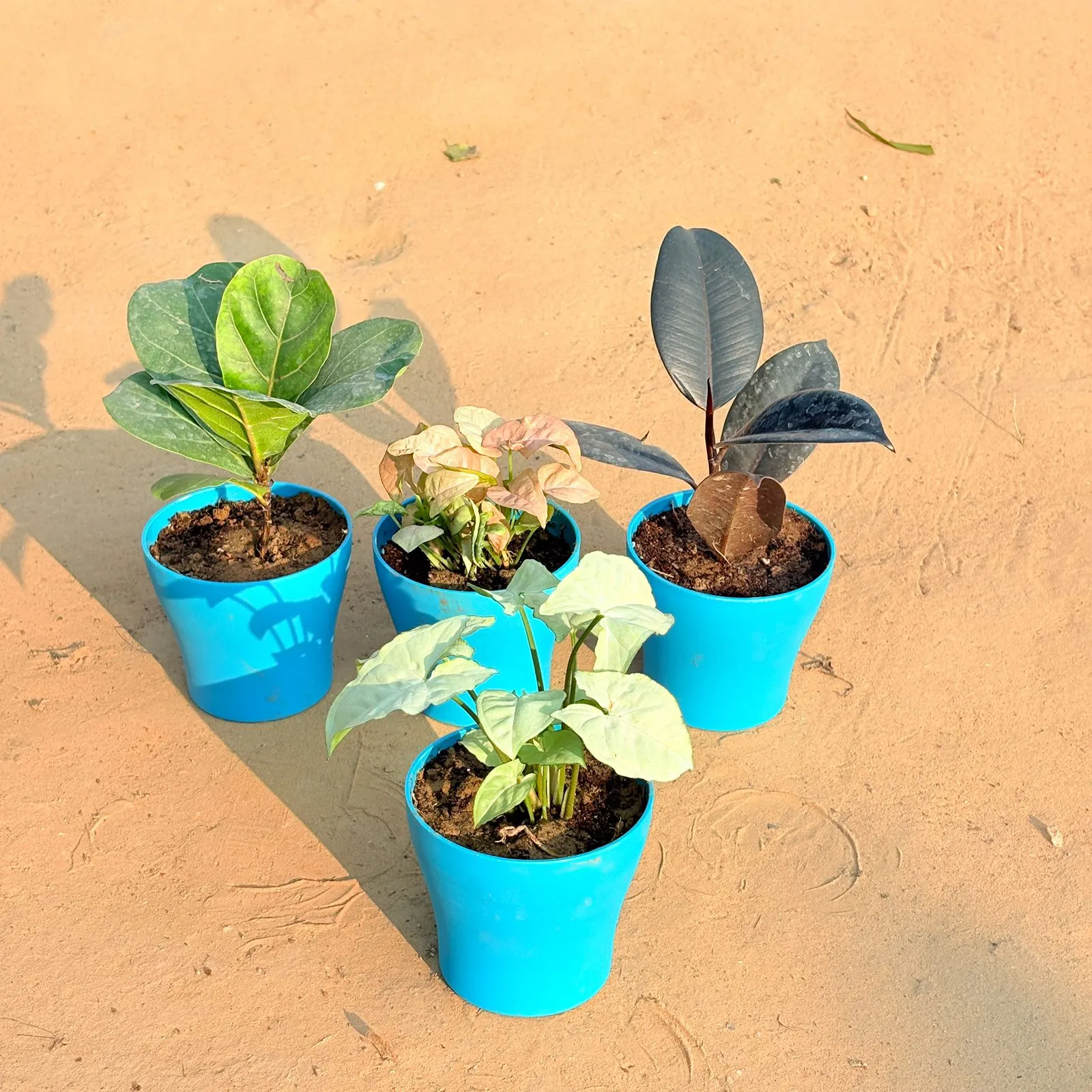 Set of 4 - Syngonium White, Rubber Black, Fiddle Leaf Fig / Ficus Lyrata & Syngonium Pink in 4 Inch English Blue Premium Daisy Plastic Planter