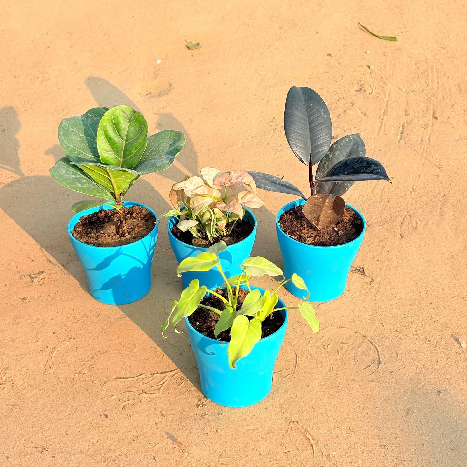 Set of 4 - Xanadu Golden, Rubber Black, Fiddle Leaf Fig / Ficus Lyrata & Syngonium Pink in 4 Inch English Blue Premium Daisy Plastic Planter