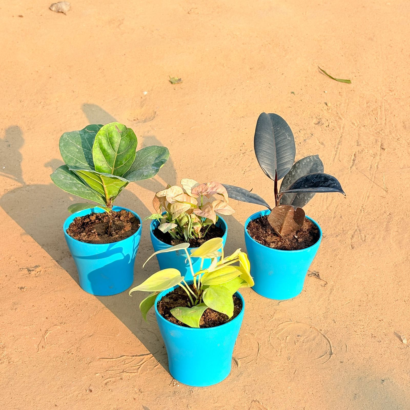 Set of 4 - Oxycardium Golden, Rubber Black, Fiddle Leaf Fig / Ficus Lyrata & Syngonium Pink in 4 Inch English Blue Premium Daisy Plastic Planter