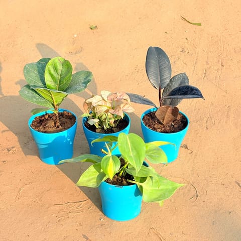 Set of 4 - Oxycardium Brazil /Vareigated, Rubber Black, Fiddle Leaf Fig / Ficus Lyrata & Syngonium Pink in 4 Inch English Blue Premium Daisy Plastic Planter