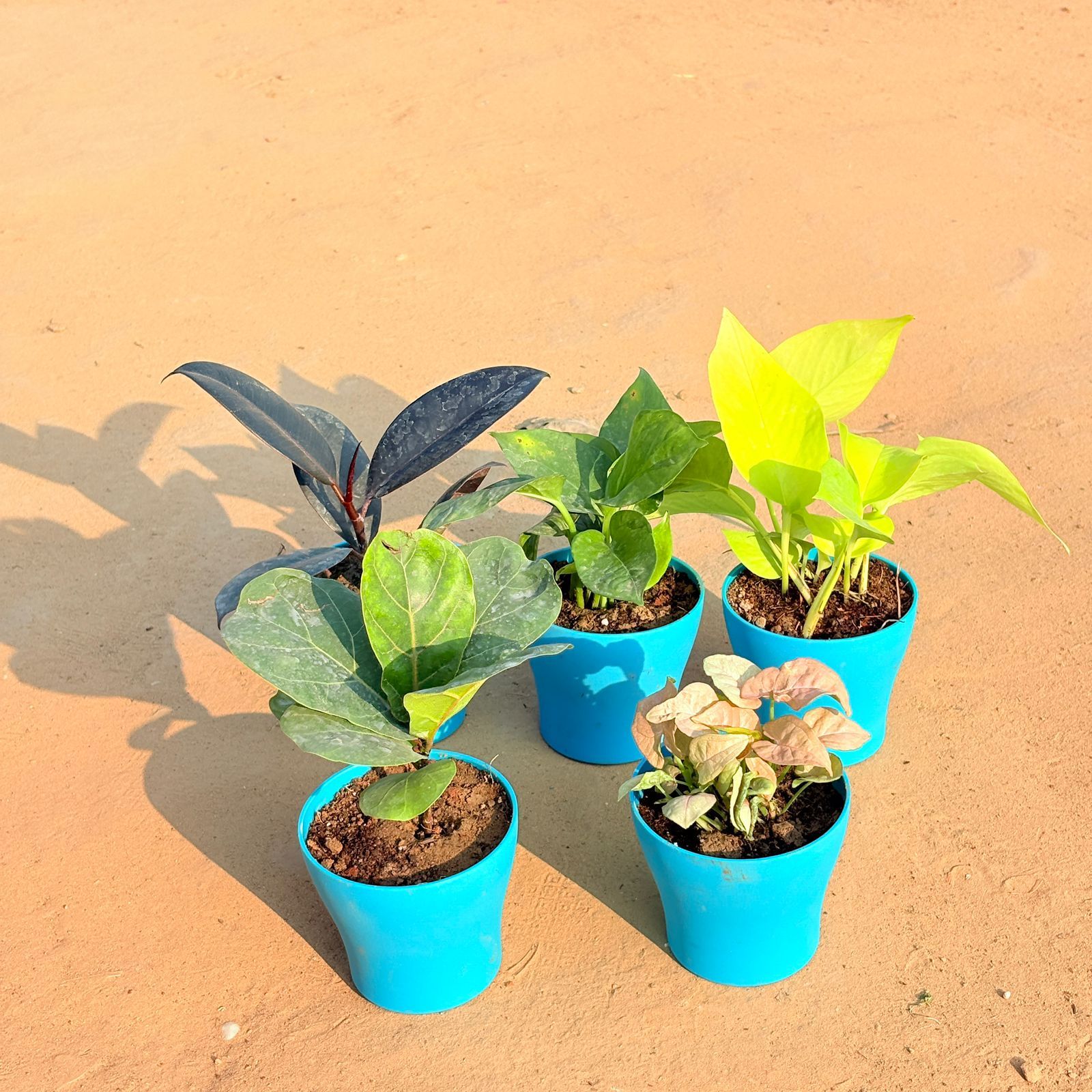 Set of 5 - Fiddle Leaf Fig / Ficus Lyrata, Rubber Black, Money Plant Green, Golden Money Plant & Syngonium Pink in 4 Inch English Blue Premium Daisy Plastic Planter