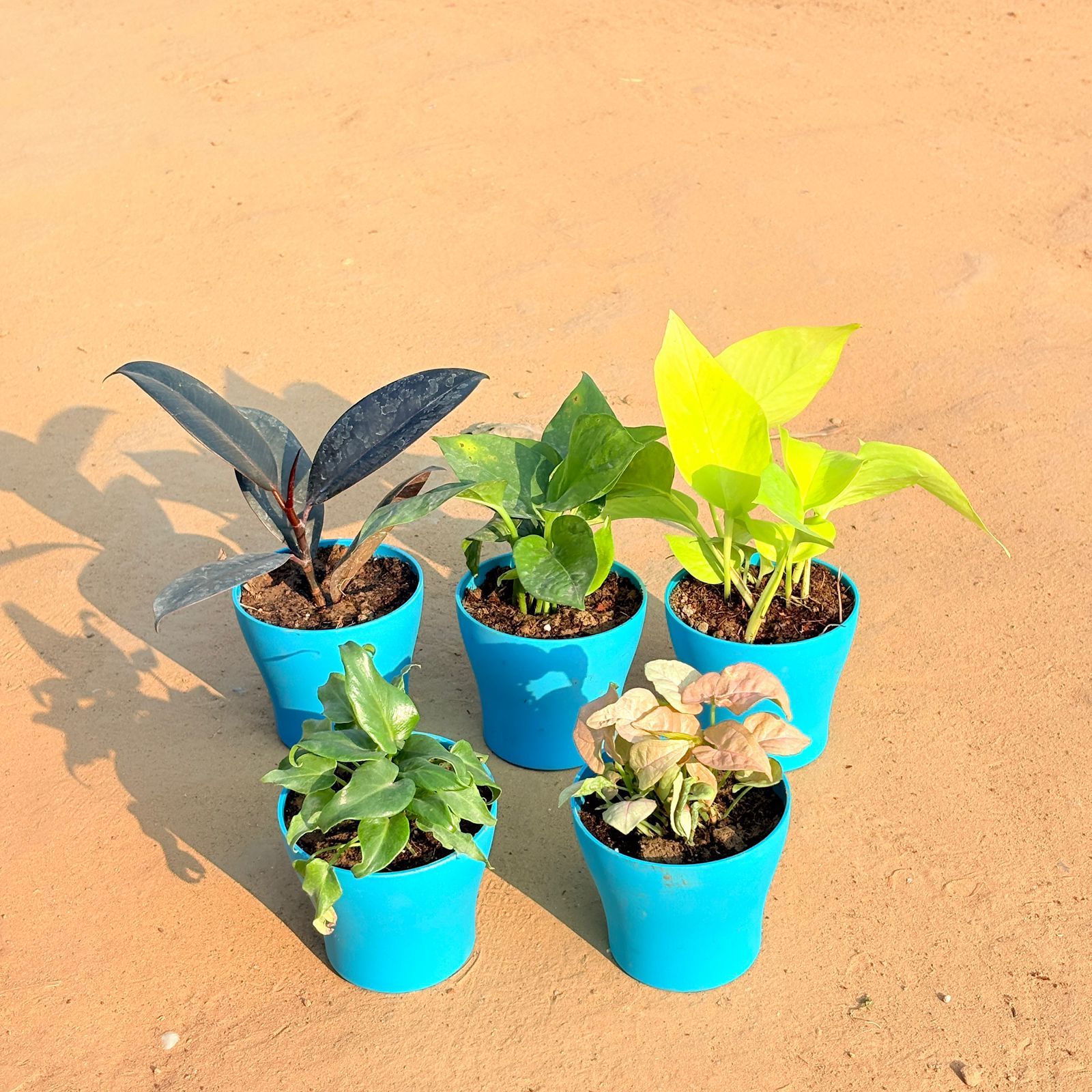 Set of 5 - Xanadu Green, Rubber Black, Money Plant Green, Golden Money Plant & Syngonium Pink in 4 Inch English Blue Premium Daisy Plastic Planter