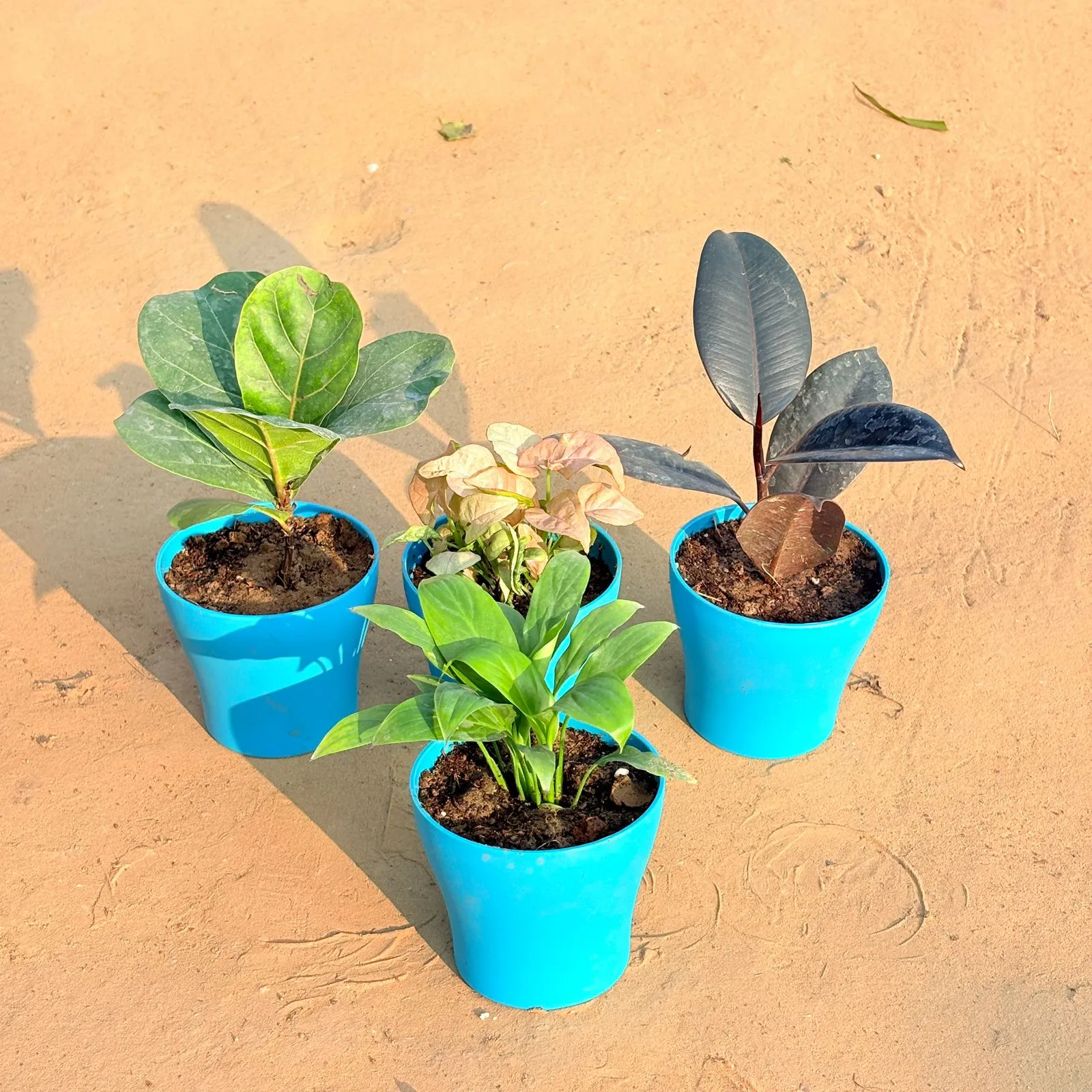Set of 4 - Peace Lily, Rubber Black, Fiddle Leaf Fig / Ficus Lyrata & Syngonium Pink in 4 Inch English Blue Premium Daisy Plastic Planter