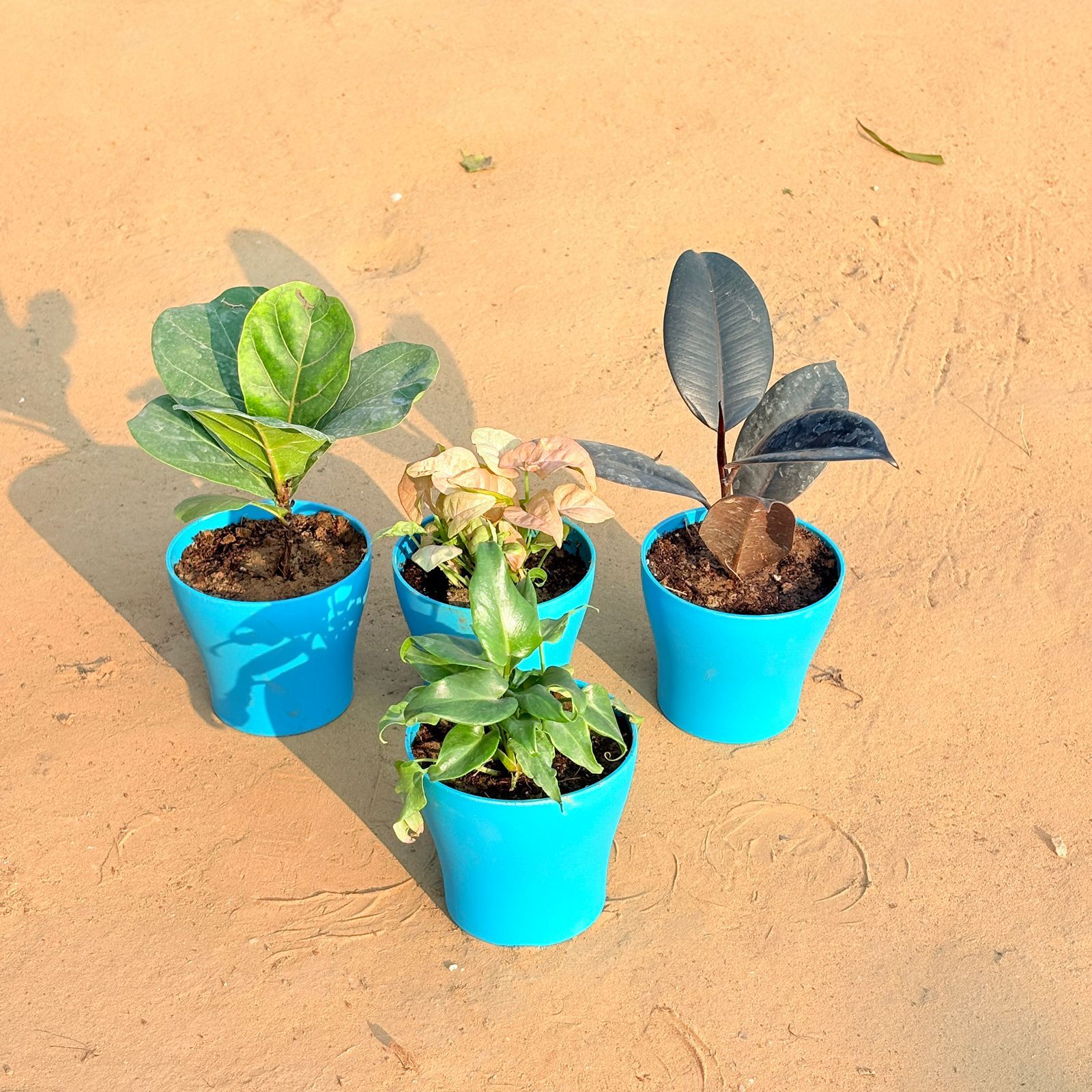 Set of 4 - Xanadu Green, Rubber Black, Fiddle Leaf Fig / Ficus Lyrata & Syngonium Pink in 4 Inch English Blue Premium Daisy Plastic Planter