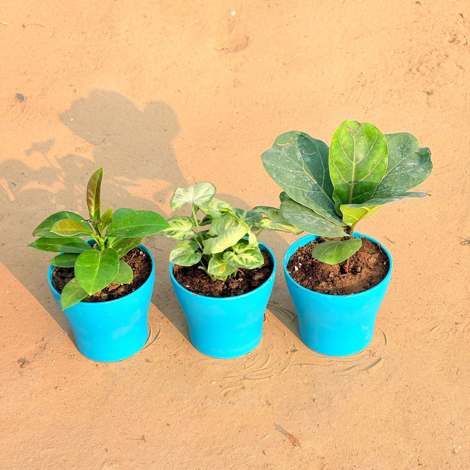 Set of 3 - Hoya Carnosa, Syngonium Yammi & Fiddle Leaf Fig / Ficus Lyrata in 4 Inch English Blue Premium Daisy Plastic Planter