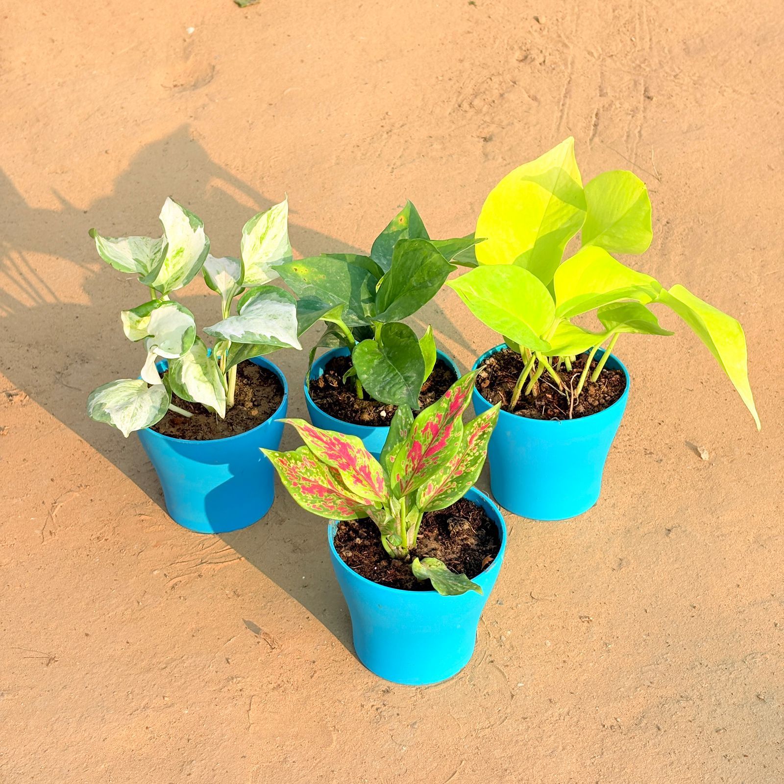 Set of 4 - Aglaonema Pink Dalmatian / Valentine, Marble Money Plant, Money Plant Green & Golden Money Plant in 4 Inch English Blue Premium Daisy Plastic Planter