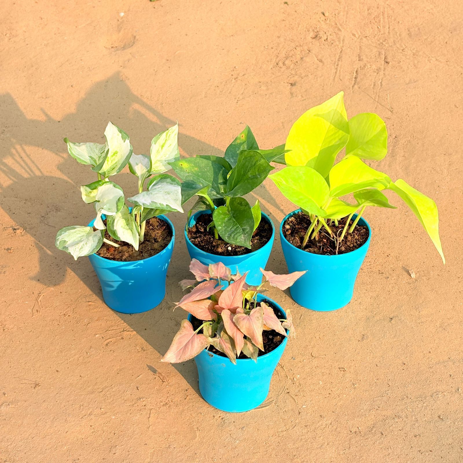 Set of 4 - Syngonium Pink Arrowhead, Marble Money Plant, Money Plant Green & Golden Money Plant in 4 Inch English Blue Premium Daisy Plastic Planter