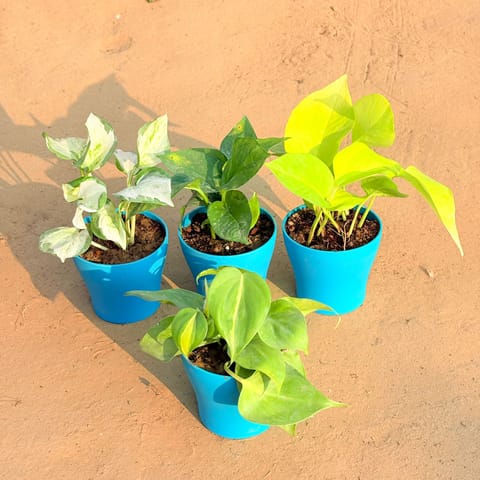 Set of 4 - Oxycardium Brazil /Vareigated, Marble Money Plant, Money Plant Green & Golden Money Plant in 4 Inch English Blue Premium Daisy Plastic Planter