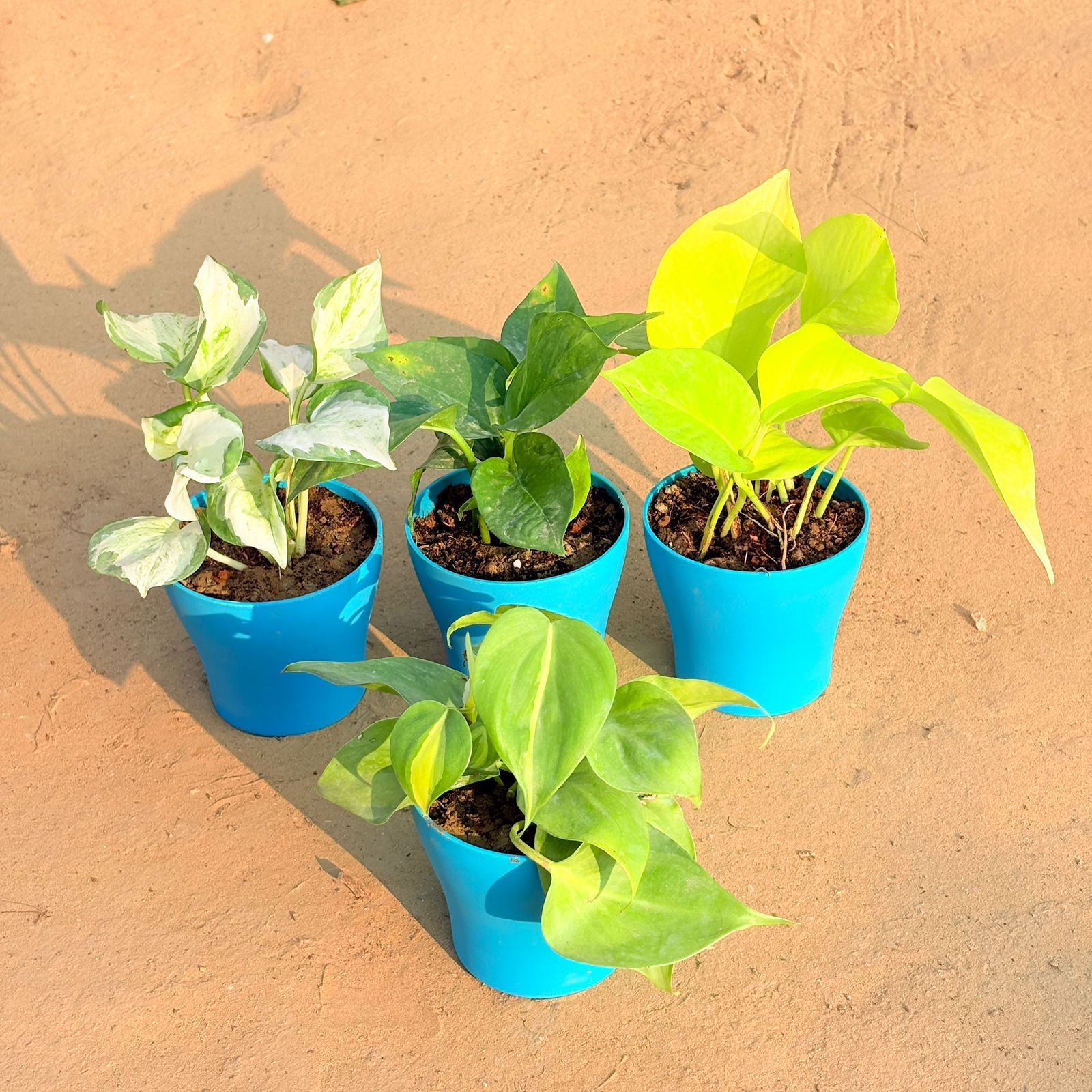 Set of 4 - Oxycardium Brazil /Vareigated, Marble Money Plant, Money Plant Green & Golden Money Plant in 4 Inch English Blue Premium Daisy Plastic Planter