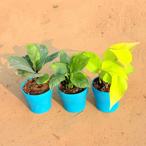 Set of 3 - Fiddle Leaf Fig / Ficus Lyrata, Money Plant Green & Golden Money Plant in 4 Inch Live Plant English Blue Premium Daisy Plastic Planter