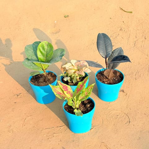 Set of 4 - Aglaonema Pink Dalmatian / Valentine, Rubber Black, Fiddle Leaf Fig / Ficus Lyrata & Syngonium Pink in 4 Inch Live Fresh Plant English Blue Premium Daisy Plastic Planter in Surya Nagar