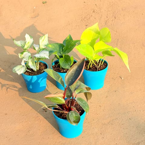 Set of 4 - Philodendron Red, Marble Money Plant, Money Plant Green & Golden Money Plant in 4 Inch English Blue Premium Daisy Plastic Planter