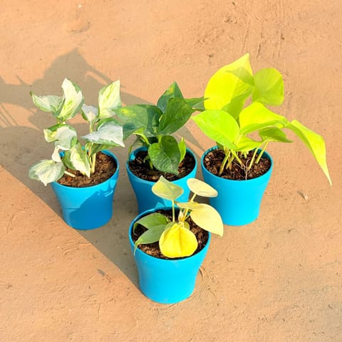 Set of 4 - Oxycardium Golden, Marble Money Plant, Money Plant Green & Golden Money Plant in 4 Inch English Blue Premium Daisy Plastic Planter