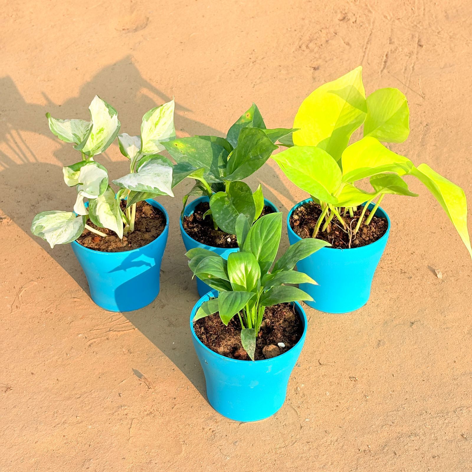 Set of 4 - Peace Lily, Marble Money Plant, Money Plant Green & Golden Money Plant in 4 Inch English Blue Premium Daisy Plastic Planter
