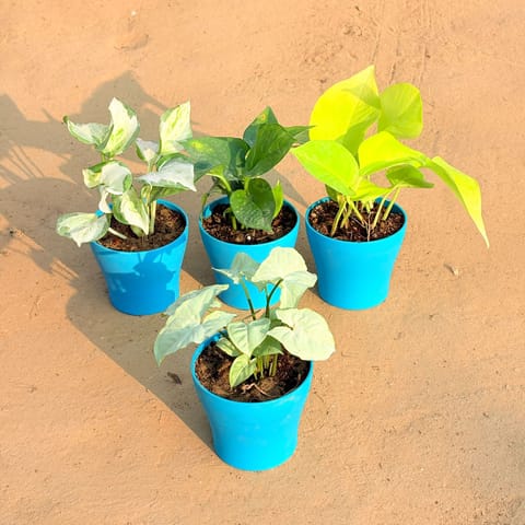 Set of 4 - Syngonium White, Marble Money Plant, Money Plant Green & Golden Money Plant in 4 Inch English Blue Premium Daisy Plastic Planter