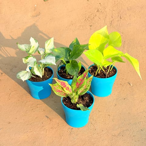 Set of 4 - Aglaonema Pink Dalmatian / Valentine, Marble Money Plant, Money Plant Green & Golden Money Plant in 4 Inch English Blue Premium Daisy Plastic Planter