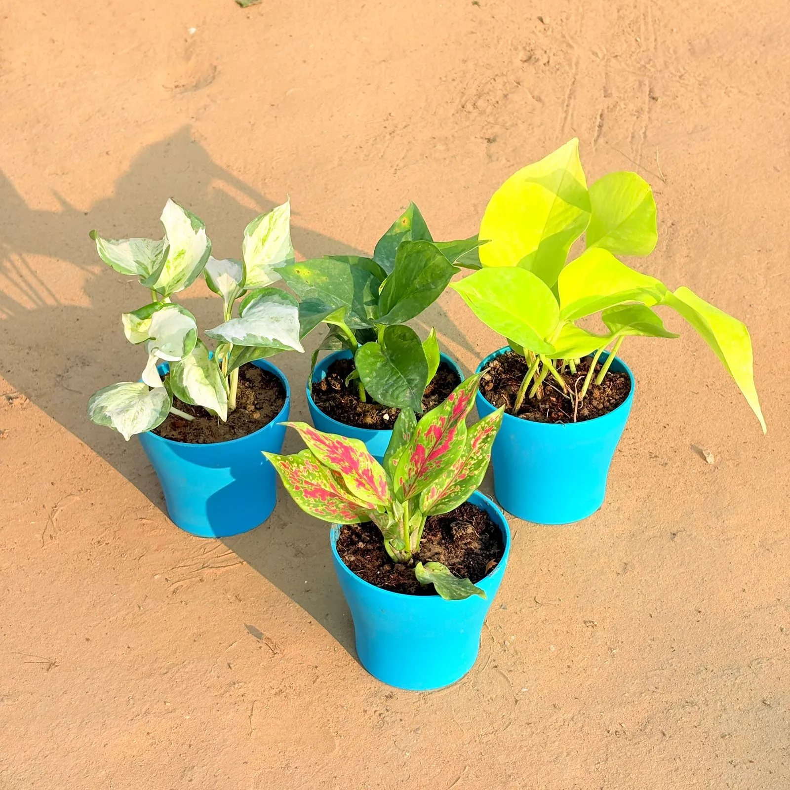 Set of 4 - Aglaonema Pink Dalmatian / Valentine, Marble Money Plant, Money Plant Green & Golden Money Plant in 4 Inch English Blue Premium Daisy Plastic Planter