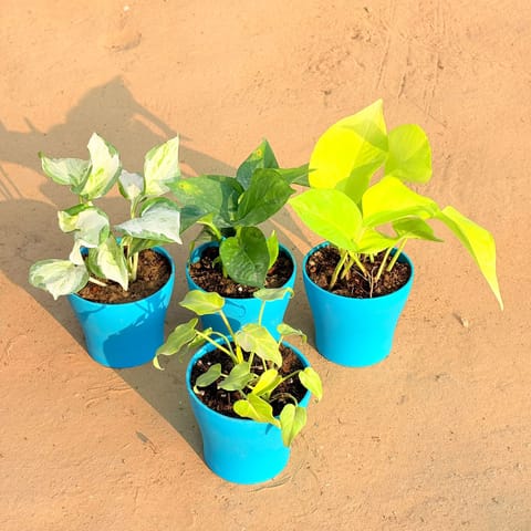 Set of 4 - Xanadu Golden, Marble Money Plant, Money Plant Green & Golden Money Plant in 4 Inch English Blue Premium Daisy Plastic Planter