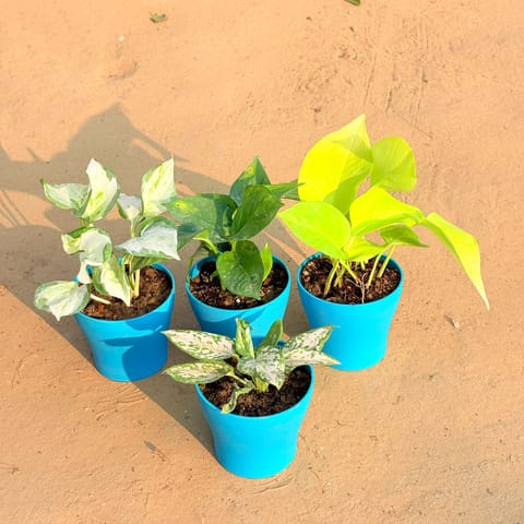 Set of 4 - Aglaonema White, Marble Money Plant, Money Plant Green & Golden Money Plant in 4 Inch English Blue Premium Daisy Plastic Planter