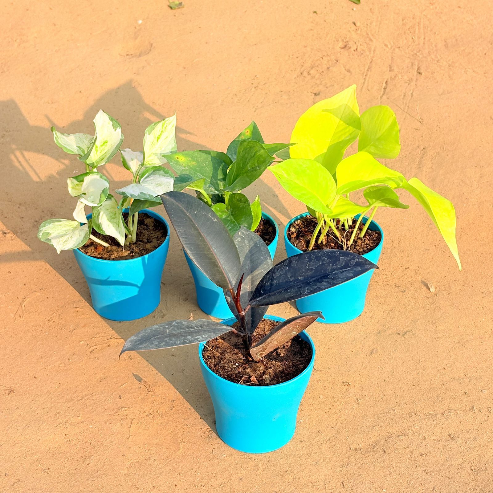 Set of 4 - Rubber Black, Marble Money Plant, Money Plant Green & Golden Money Plant in 4 Inch English Blue Premium Daisy Plastic Planter
