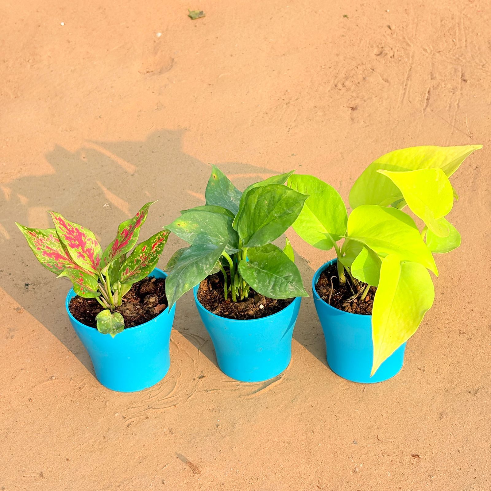 Set of 3 - Aglaonema Pink Dalmatian / Valentine, Money Plant Green & Golden Money Plant in 4 Inch English Blue Premium Daisy Plastic Planter