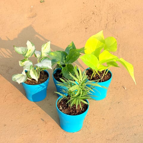Set of 4 - Chamaedorea Palm, Marble Money Plant, Money Plant Green & Golden Money Plant in 4 Inch English Blue Premium Daisy Plastic Planter