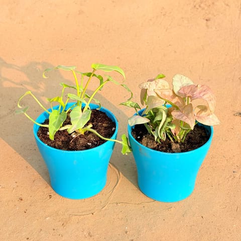 Set of 2 - Xanadu Golden & Syngonium Pink in 4 Inch English Blue Premium Daisy Plastic Planter